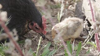 Agriculture is inseparable from technology and the role of living things around it Part - 8