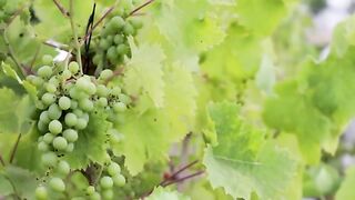 Agriculture is inseparable from technology and the role of living things around it Part - 10