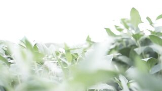 Agriculture is inseparable from technology and the role of living things around it Part - 12