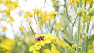 Agriculture is inseparable from technology and the role of living things around it Part - 15