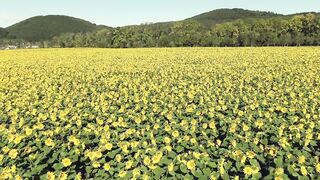 Agriculture is inseparable from technology and the role of living things around it Part - 19