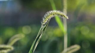 Agriculture is inseparable from technology and the role of living things around it Part - 21