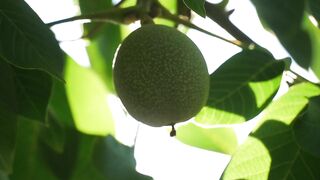 Agriculture is inseparable from technology and the role of living things around it Part - 24
