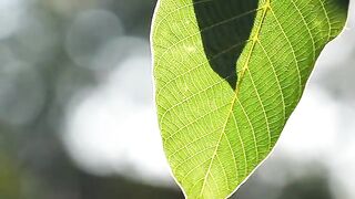 Agriculture is inseparable from technology and the role of living things around it Part - 27