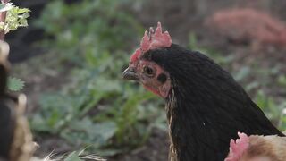Agriculture is inseparable from technology and the role of living things around it Part - 28