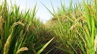 Agriculture is inseparable from technology and the role of living things around it Part - 29