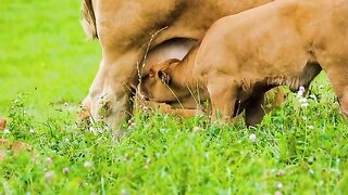 Agriculture is inseparable from technology and the role of living things around it Part - 30