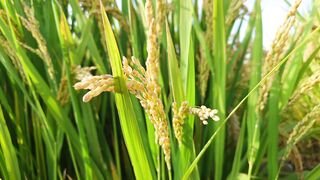 Agriculture is inseparable from technology and the role of living things around it Part - 32