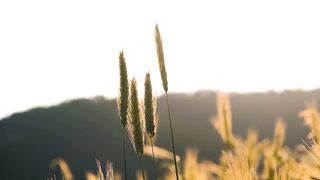 Agriculture is inseparable from technology and the role of living things around it Part - 33