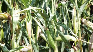 Agriculture is inseparable from technology and the role of living things around it Part - 35