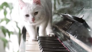 Cat funny video