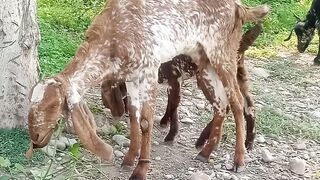 animal video بکری