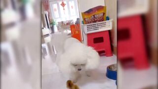 funny videos compilation