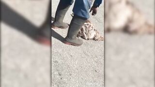 funny humans and animals fail compilation