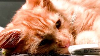 Real Clarity 4K HDR 60fps _ Dolby Vision _ world beautiful animal 4k HDR video
