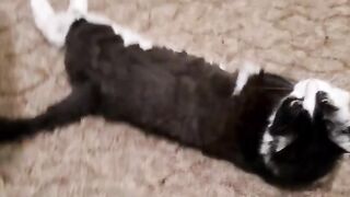 Margarita shows how long the cat is
