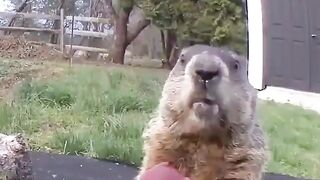 #nature #outdoors #animals #creatures #groundhogday #groundhog #groundhogs #funny