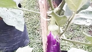 Purple eggplant