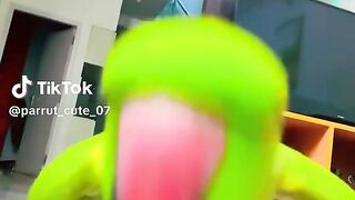 Parrot