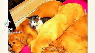 Cats and Dogs