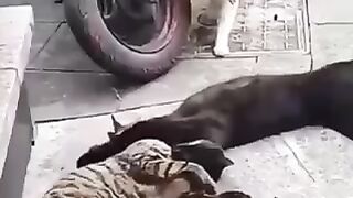 قطه
