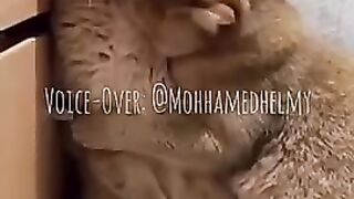 يموت