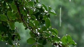 GREEN NATURAL CALM SUMMER RAIN