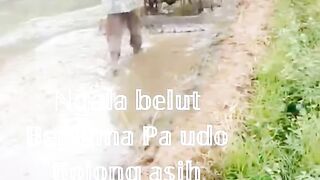 Catching eels in the rice