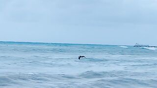 NATURE BIRD 1