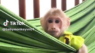 Baby monkey