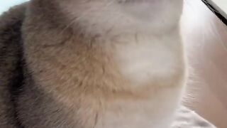 Stop it hooman!