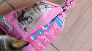 This cat knows cat food
