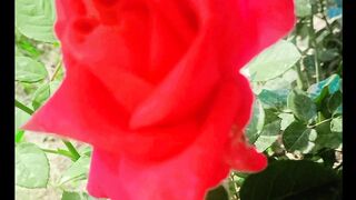Natural Flowers