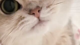 Cute and funny cat