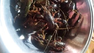 Crayfish with strong claws and protective armor.