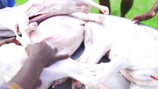 Full Mutton Cooking inside Stuffed Biriyani| Full Goat Cooking