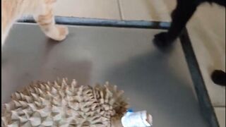 cats and durian