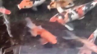 fish pond