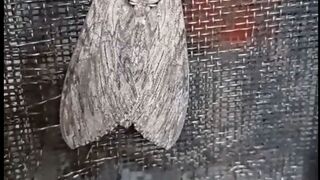 a flying insect