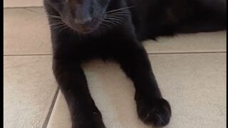 a black cat talking