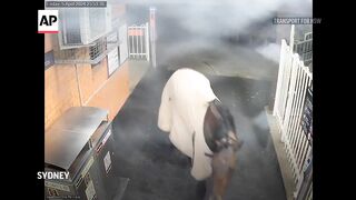 Australian commuters surprised as escaped racehorse joins them on train station platform.