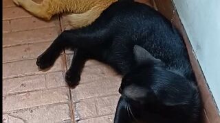 two cats relaxing next to each other