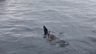 Amazing video