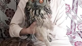 بہت پڑا الو // Owl ki video //#owl