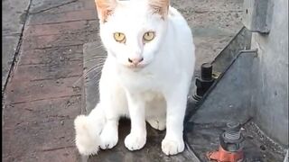 a white cat