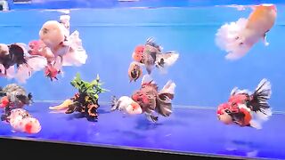 Koi tricolor