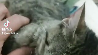 my pet
