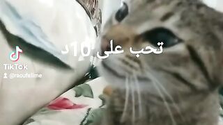 my pet