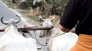 How to manage buffaloes