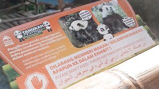Panda in SAFARI PARK, Bogor, Indonesia country